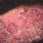 Macroalgae: Encrusting: calcareous