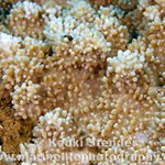 Montipora capitata tissue loss