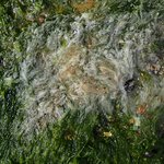 Bleached Ulva Intestinalis