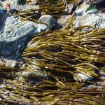 Scytosiphon lomentaria