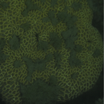 Turf Algae-covered Goniastrea