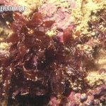 CREP-T3a Amansia spp