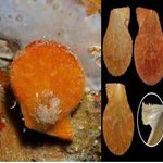 Talochlamys multistriata