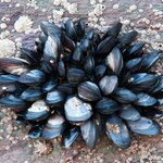 Live Mussel