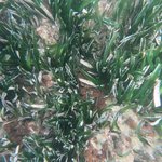 Posidonia  oceanica