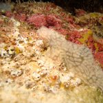 Lissoclinum verrilli