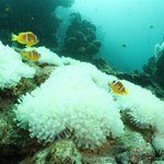 Bleached Other Sessile Invertebrates