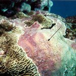 CCA (crustose coralline algae)