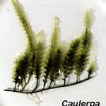 Caulerpa